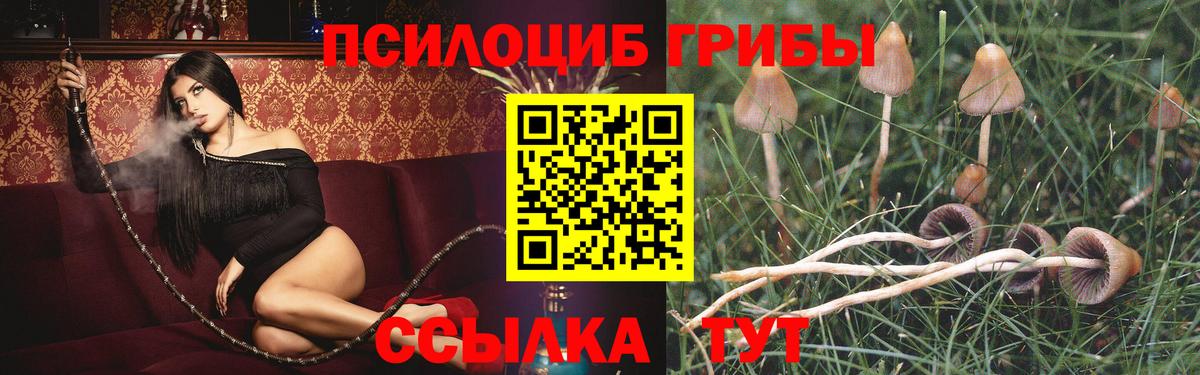 Галлюциногенные грибы Psilocybe Южноуральск
